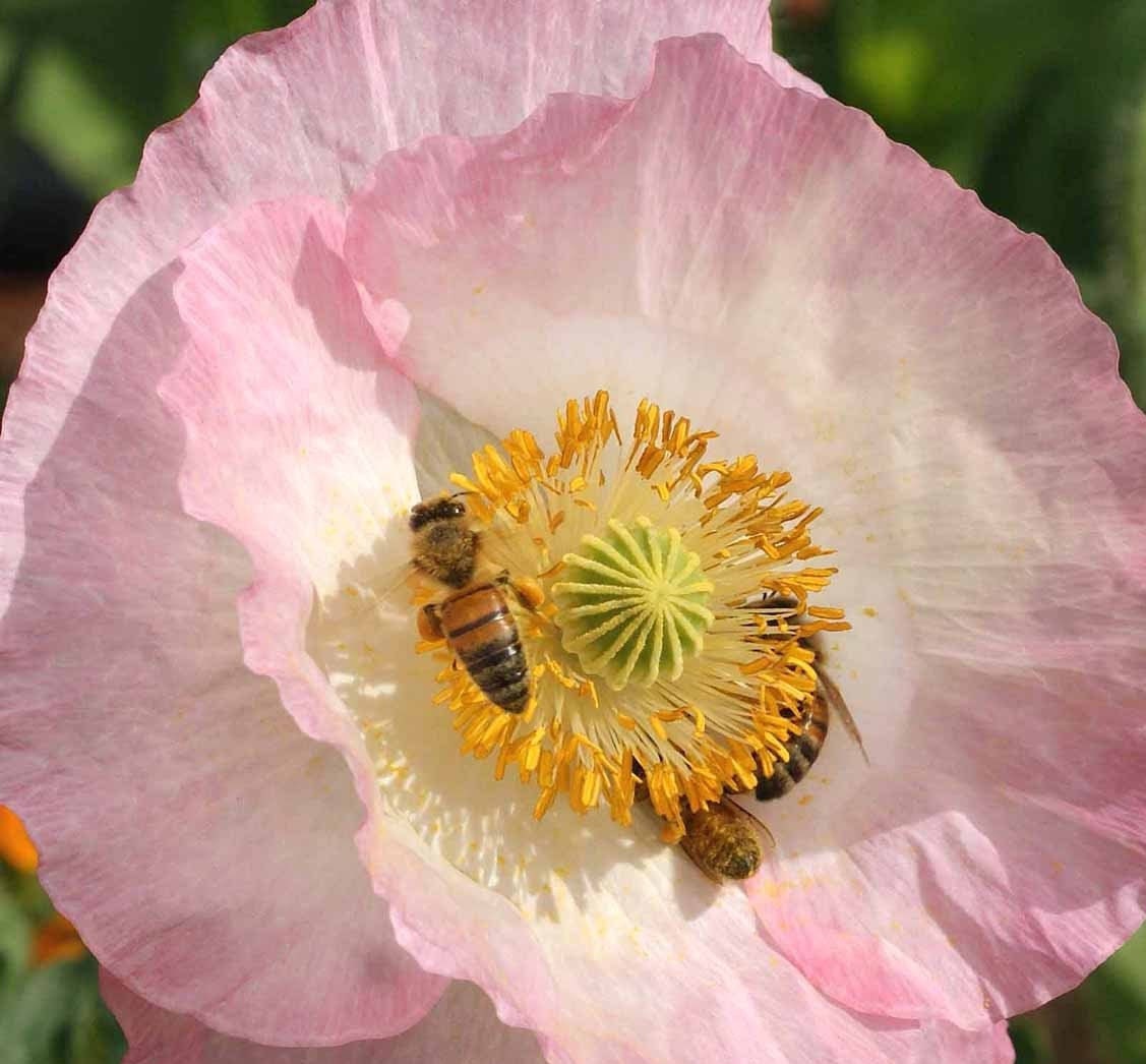 Single Mixed Corn Poppy Heirloom Seeds Flower Seeds Cool Etsy