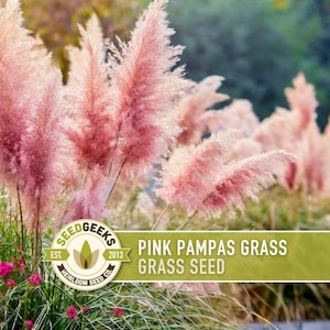 May include: A field of pink pampas grass plumes in full bloom. The image features a close-up of the feathery, pink flower heads against a blurred background of green foliage and sunlight. The text "Pink Pampas Grass Grass Seed" is displayed on a green banner.
