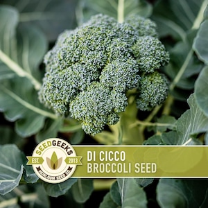 May include: Close-up of a head of broccoli with a green and blue-green hue. The image features the text "Di Cicco Broccoli Seed" on a green banner. The SeedGeeks logo is also visible, indicating a seed product.