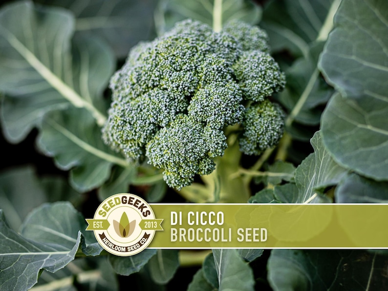 Di Cicco Broccoli Seeds - Heirloom, Organic, Non-GMO image 1