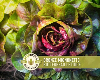 Könnte beinhalten: Nahaufnahme von Bronze Mignonette Butterhead Salat. Der Salat hat tiefrote und grüne Blätter. Das Bild enthält das Seedgeeks-Logo und den Text "Bronze Mignonette Butterhead Lettuce."