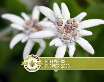 Edelweiss Flower Seeds – Heirloom Alpine Wildflower, Medicinal Plant