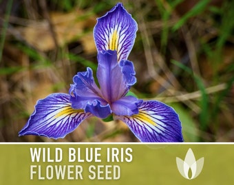 Wild Blue Iris Flower Seeds - Heirloom Seeds, Missouri Native Flower, Rocky Mountain Iris, Western Blue Flag, Iris Missouriensis, Non-GMO