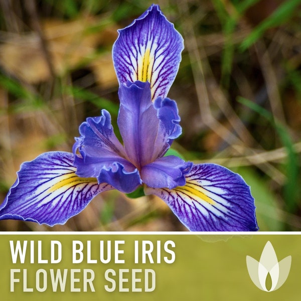 Wild Blue Iris Flower Seeds - Heirloom Seeds, Missouri Native Flower, Rocky Mountain Iris, Western Blue Flag, Iris Missouriensis, Non-GMO