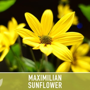 Maximilian Perennial Sunflower Heirloom Seeds Native, Non-GMO, Open Pollinated, Untreated, Flower Seeds, Perennial, Native, Wildflower image 6