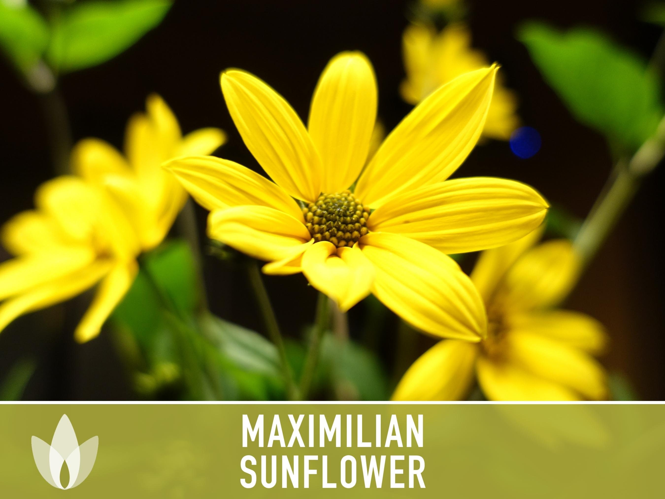 Maximilian Perennial Sunflower Heirloom Seeds Native, Non-gmo, Open  Pollinated, Untreated, Flower Seeds, Perennial, Native, Wildflower 