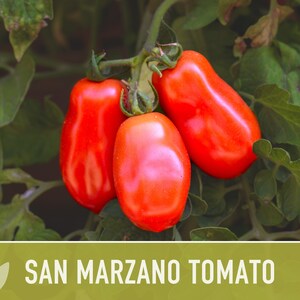 San Marzano Tomato Heirloom Seeds Paste Tomato, Canning Tomato, Slicing Tomato, Indeterminate, Open Pollinated, Non-GMO image 9