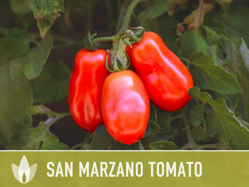 San Marzano Tomato Heirloom Seeds Paste Tomato, Canning Tomato, Slicing Tomato, Indeterminate, Open Pollinated, Non-GMO image 9