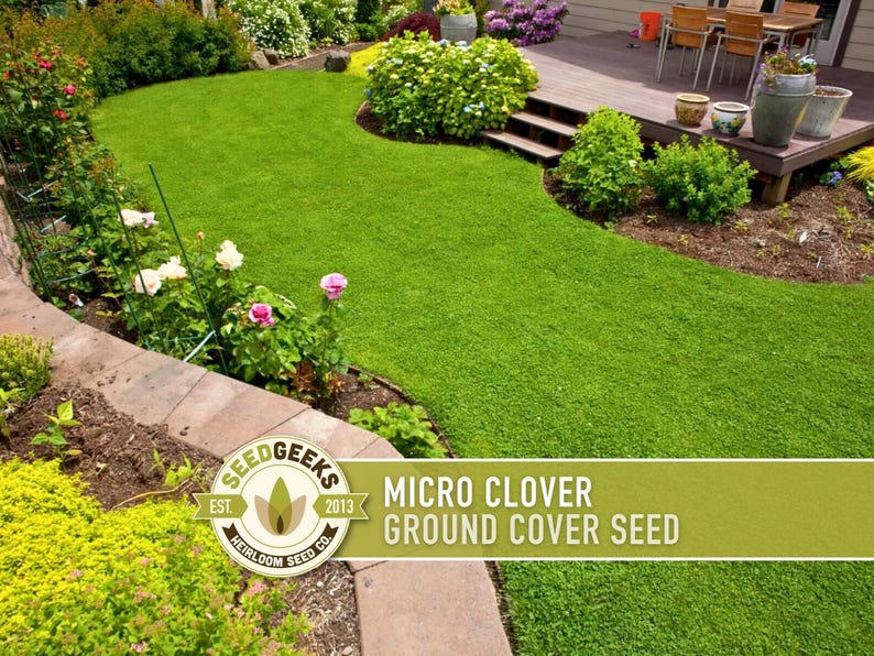 Micro Clover Seeds | 100,000+ Seeds 4 oz, Lawn Alternative, Drought Tolerant | Trifolium repens image 5