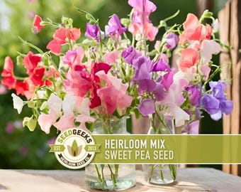 Heirloom Sweet Pea Flower Mix | 25+ Seeds, Cottage Garden, Fragrant Blooms, Lathyrus odoratus