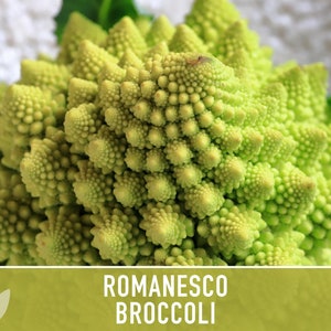 Romanesco Broccoli Heirloom Seeds image 7