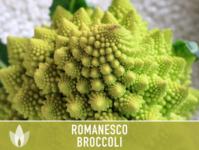 Romanesco Broccoli Heirloom Seeds image 7