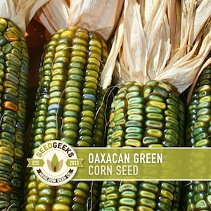 May include: Close-up of several ears of Oaxacan Green corn. The kernels are a mix of green, yellow, and blue hues. The husks are a light tan colour. The image includes the text "Oaxacan Green Corn Seed" and the Seed Geeks logo.