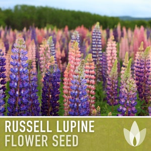 Lupine, Russell Flower Seeds - Heirloom Seeds, Pollinator Friendly, Cut Flowers, Wild Lupine, Lupinus Polyphyllus, Perennial, Non-GMO
