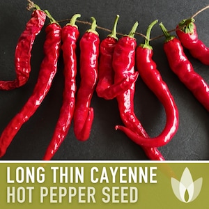 May include: A close-up of several long, thin, bright red cayenne peppers hanging from a string against a dark background. The peppers have green stems and a wrinkled texture. Text at the bottom reads "LONG THIN CAYENNE HOT PEPPER SEED."