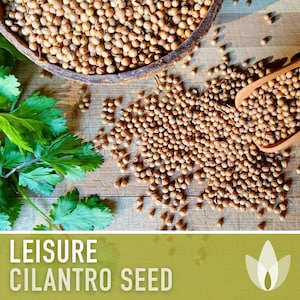 Leisure Cilantro Seeds - Slow Bolting Coriander, Non-GMO image 6