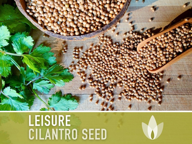 Leisure Cilantro Seeds - Slow Bolting Coriander, Non-GMO image 6