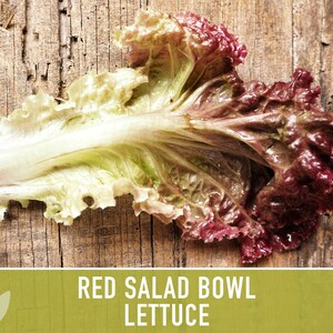 Red Salad Bowl Lettuce Heirloom Seeds image 4