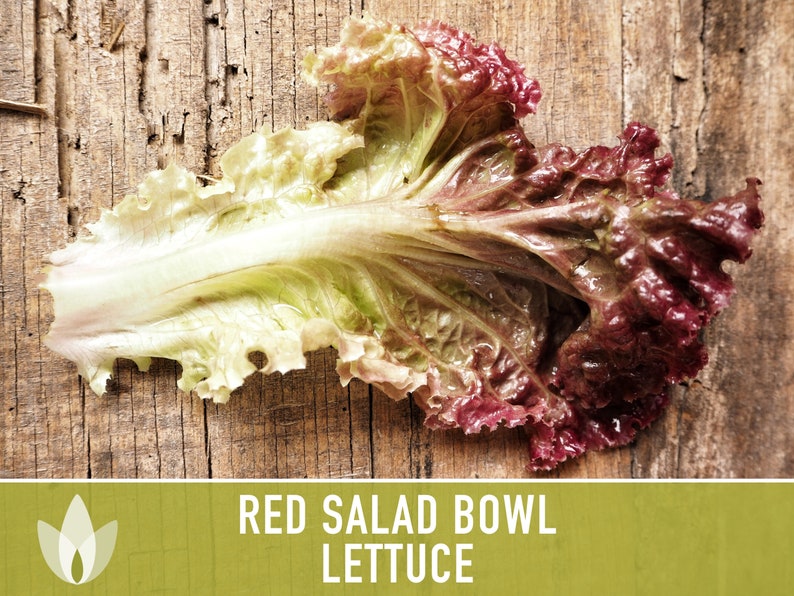 Red Salad Bowl Lettuce Heirloom Seeds image 4