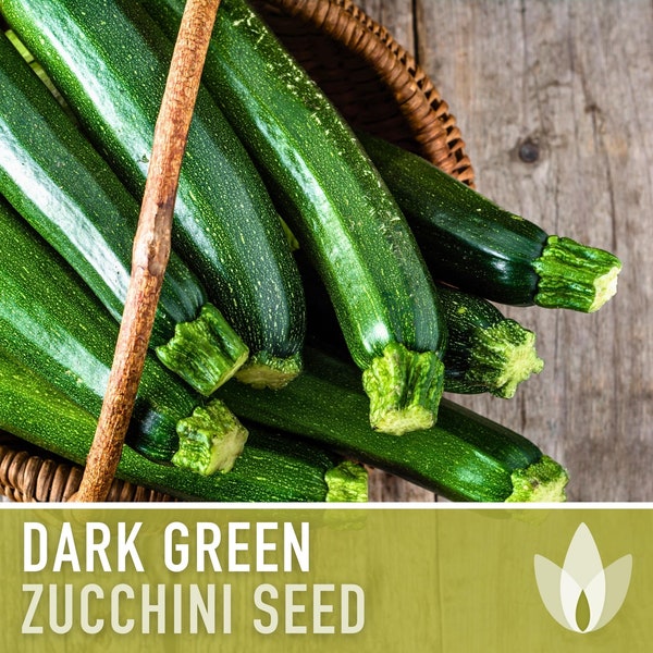 Dark Green Zucchini Summer Squash Heirloom Seeds