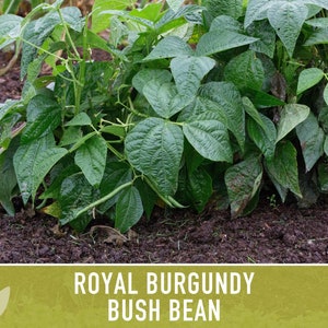Royal Burgundy Bush Bean Heirloom Seeds Bild 5