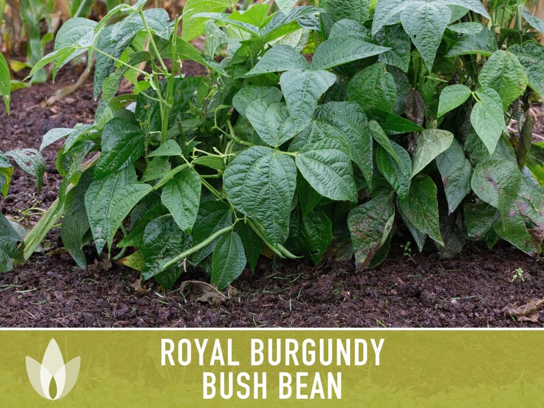 Royal Burgundy Bush Bean Heirloom Seeds Bild 5