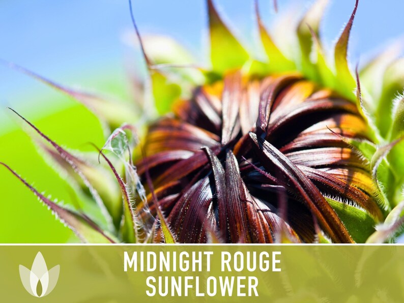 Midnight Rouge Sunflower Seeds - Burgundy Bouquet Flowers afbeelding 8