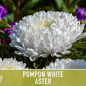Semillas de flor de aster blanco pompón, aster chino tradicional, apto para abejas imagen 7