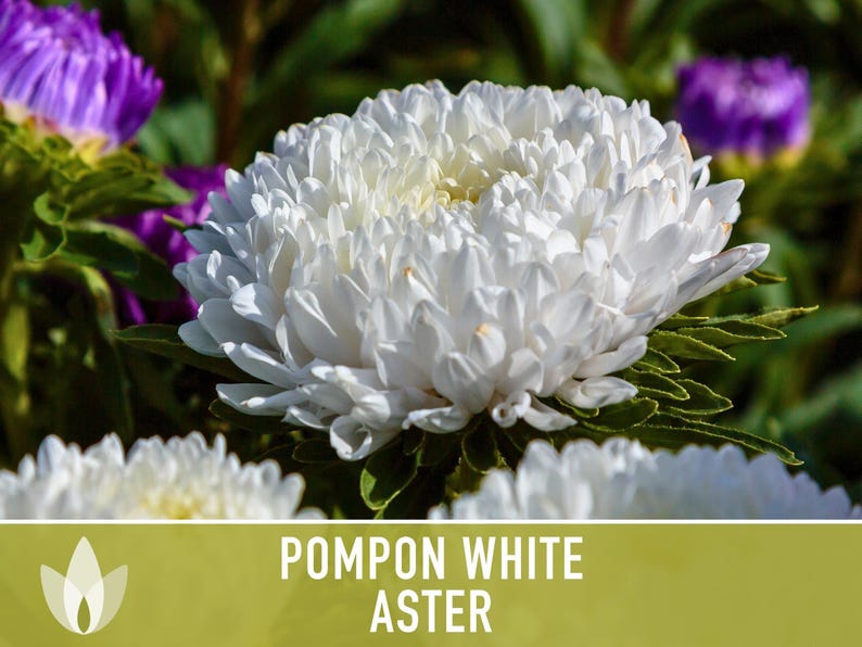 Semillas de flor de aster blanco pompón, aster chino tradicional, apto para abejas imagen 7