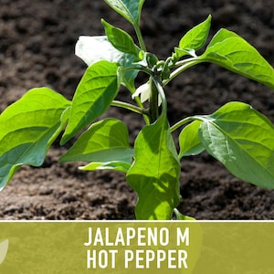 Jalapeno M Heirloom Pepper Seeds | 25+ Seeds, High Yield, Organic, Chili, Capsicum annuum image 10