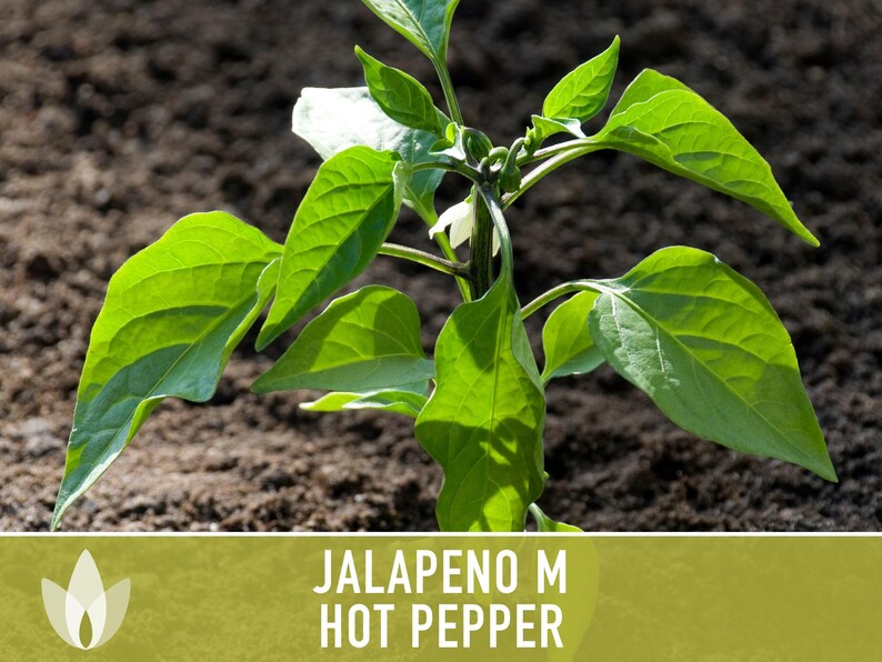 Jalapeno M Heirloom Pepper Seeds | 25+ Seeds, High Yield, Organic, Chili, Capsicum annuum image 10