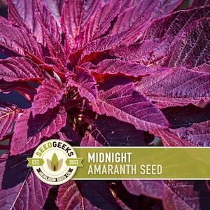 a close-up view of a plant with large, vibrant purple leaves. The plant appears to be a type of amaranth seed, as indicated by the text "Midnight AMARANTH SEED" in the image.