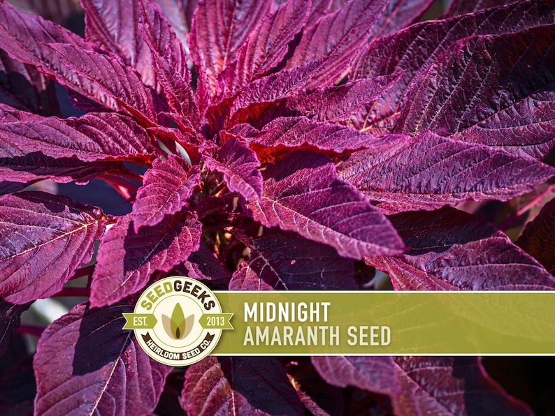 a close-up view of a plant with large, vibrant purple leaves. The plant appears to be a type of amaranth seed, as indicated by the text "Midnight AMARANTH SEED" in the image.