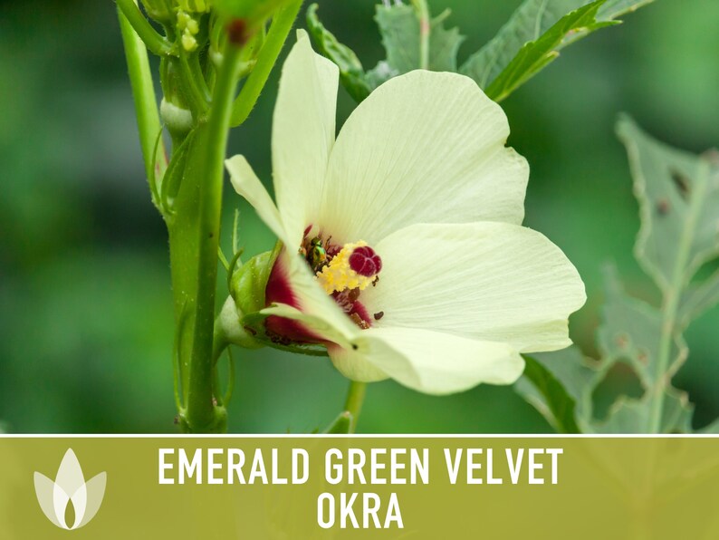 Emerald Green Velvet Okra Heirloom Seeds Nongmo Open Etsy
