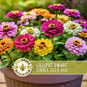 Lilliput Dwarf Zinnia Seed | 100+ Seeds, Butterfly & Bee Friendly, Heirloom, Non-GMO, Zinnia elegans zdjęcie 1