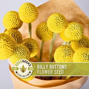 May include: A bouquet of bright yellow Billy Buttons flower seeds, presented in a brown paper cone. The flowers have round, textured heads and green stems. The image includes the text "Billy Buttons Flower Seed" and the SeedGeeks logo.