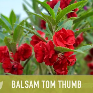 Balsam, Tom Thumb Mix Flower Seeds Heirloom Seeds, Pollinator Garden, Container Garden, Dwarf Flower, Open Pollinated, Non-GMO image 9