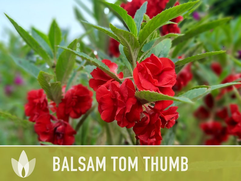 Balsam, Tom Thumb Mix Flower Seeds Heirloom Seeds, Pollinator Garden, Container Garden, Dwarf Flower, Open Pollinated, Non-GMO image 9