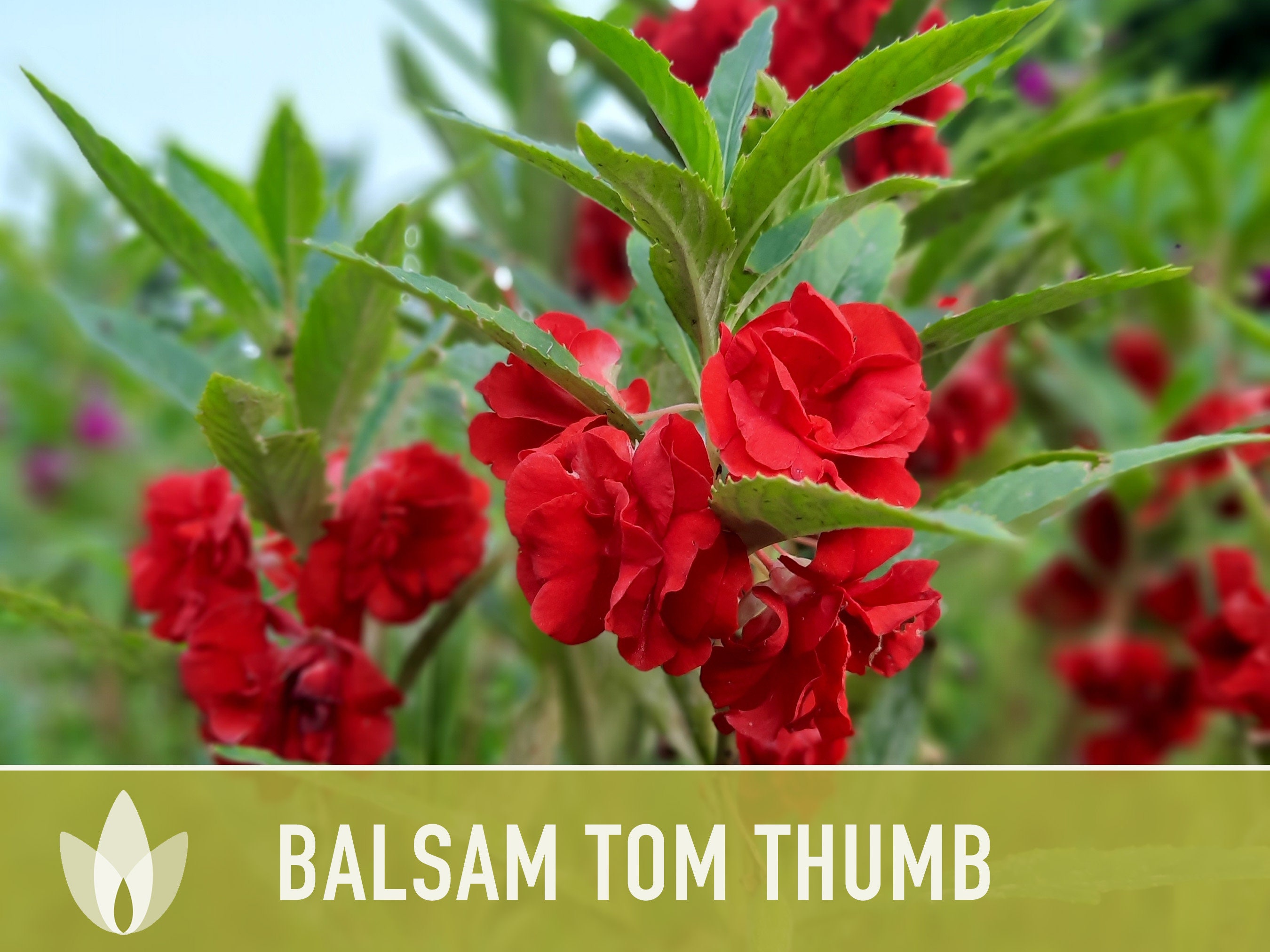 Kraft Seeds Balsam Tom Thumb Mix : .in: Garden & Outdoors
