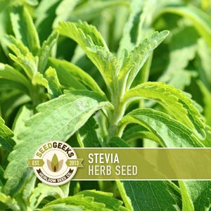 a close-up view of a plant with large, vibrant green leaves. The plant appears to be a herb seed, as indicated by the text "Seedgeek's EST. HERB SEED" in the image.