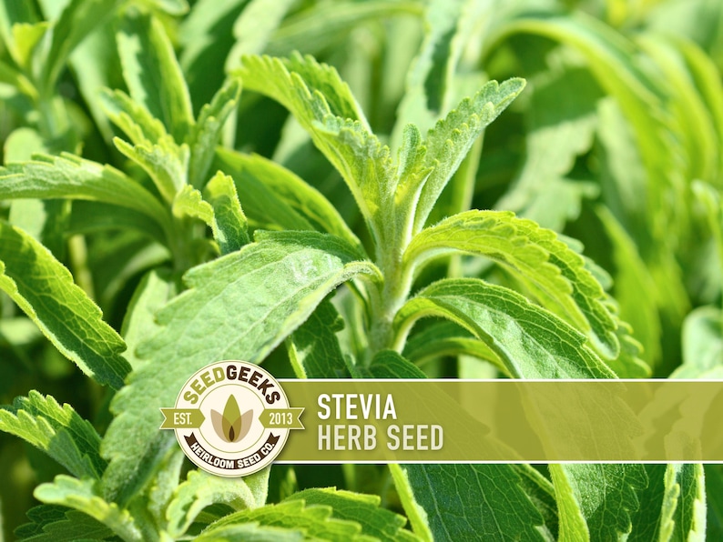 a close-up view of a plant with large, vibrant green leaves. The plant appears to be a herb seed, as indicated by the text "Seedgeek's EST. HERB SEED" in the image.
