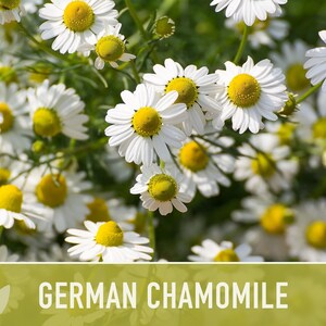 German Chamomile Seeds | 200+ Seeds, Heirloom, Medicinal, Organic | Matricaria chamomilla zdjęcie 13