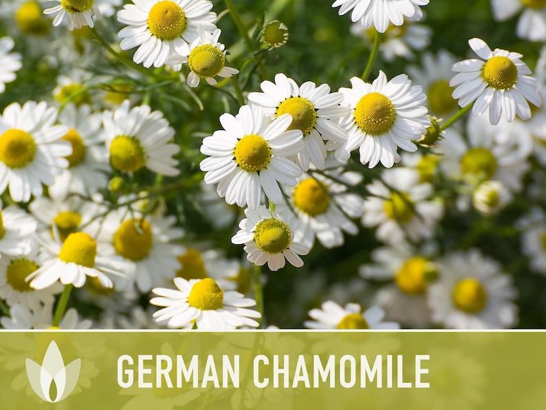 German Chamomile Seeds | 200+ Seeds, Heirloom, Medicinal, Organic | Matricaria chamomilla zdjęcie 13