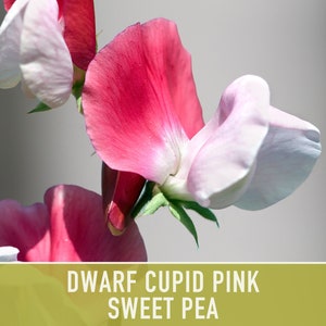 Sweet Pea, Cupid Pink Flower Seeds Heirloom Seeds, Dwarf Flower Seeds, Fragrant Flower, Pollinator Garden, Open Pollinated, Non-GMO image 5