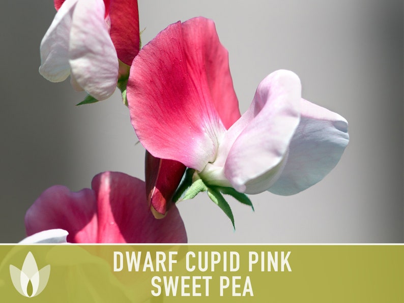 Sweet Pea, Cupid Pink Flower Seeds Heirloom Seeds, Dwarf Flower Seeds, Fragrant Flower, Pollinator Garden, Open Pollinated, Non-GMO image 5