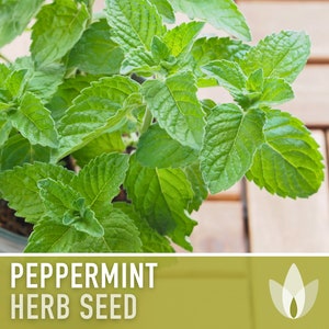 Peppermint Seeds - Heirloom Seeds, Medicinal Herb Seeds, Culinary Herb Seeds, Open Pollinated, Non-GMO