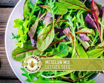 May include: A close-up of a bowl filled with a mesclun mix lettuce. The lettuce leaves are various shades of green, red, and purple. The image includes the text "MESCLUN MIX LETTUCE SEED" and a logo that says "SEED GEEKS".