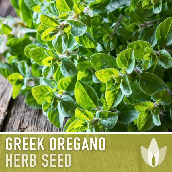 Greek Oregano Herb Heirloom Seeds - Open Pollinated, Non-GMO