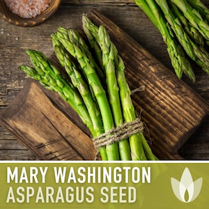 Mary Washington Asparagus Seeds - Heirloom Seeds, Asparagus Seeds, Asparagus Officinalis, Vegetable Seeds, Open Pollinated, Non-GMO