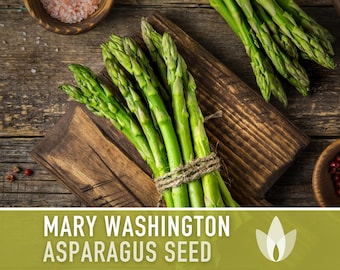 Mary Washington Asparagus Seeds - Heirloom Seeds, Asparagus Seeds, Asparagus Officinalis, Vegetable Seeds, Open Pollinated, Non-GMO